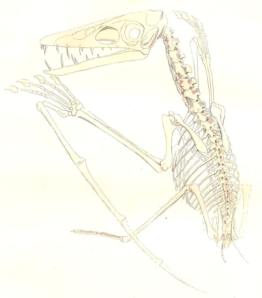 DINOSAURS. Metals. pterodactyl 1873 old antique vintage print picture